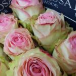 Roses bicolor