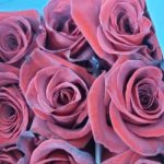 Roses mauves