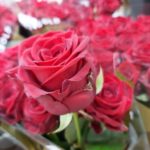 Roses rouges
