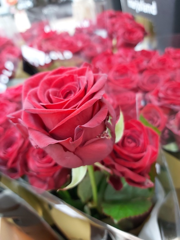 Roses rouges